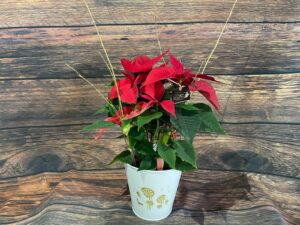 Elégance festive : Poinsettia et son cache pot décoratif